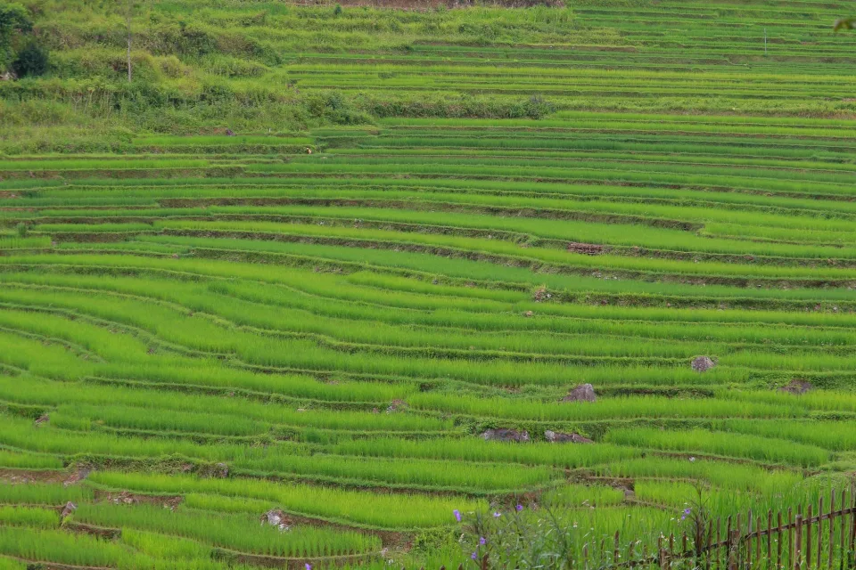 Kho gạo của Phạm Mai